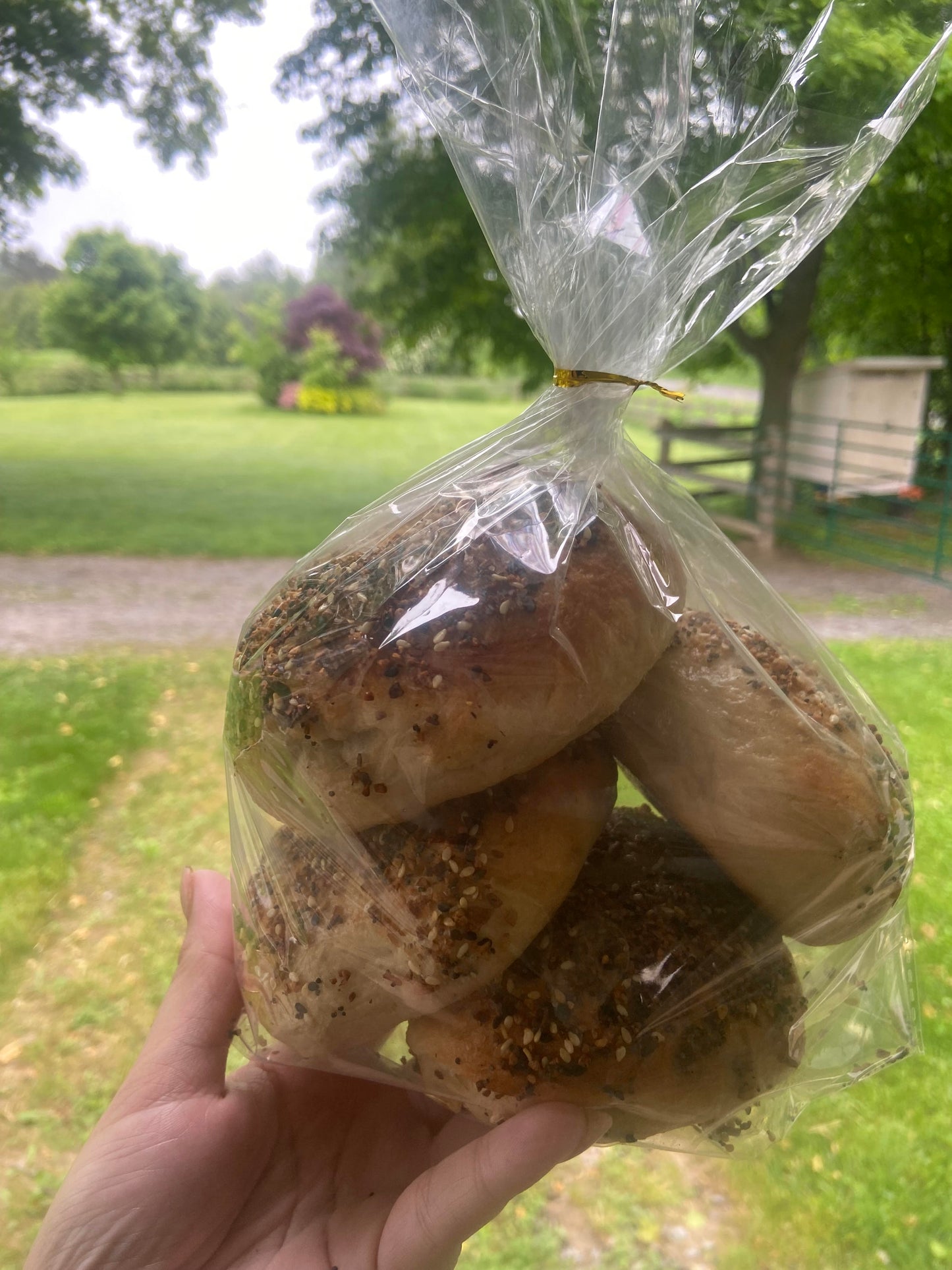 Sourdough Bagels